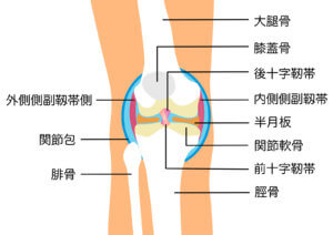 膝構造